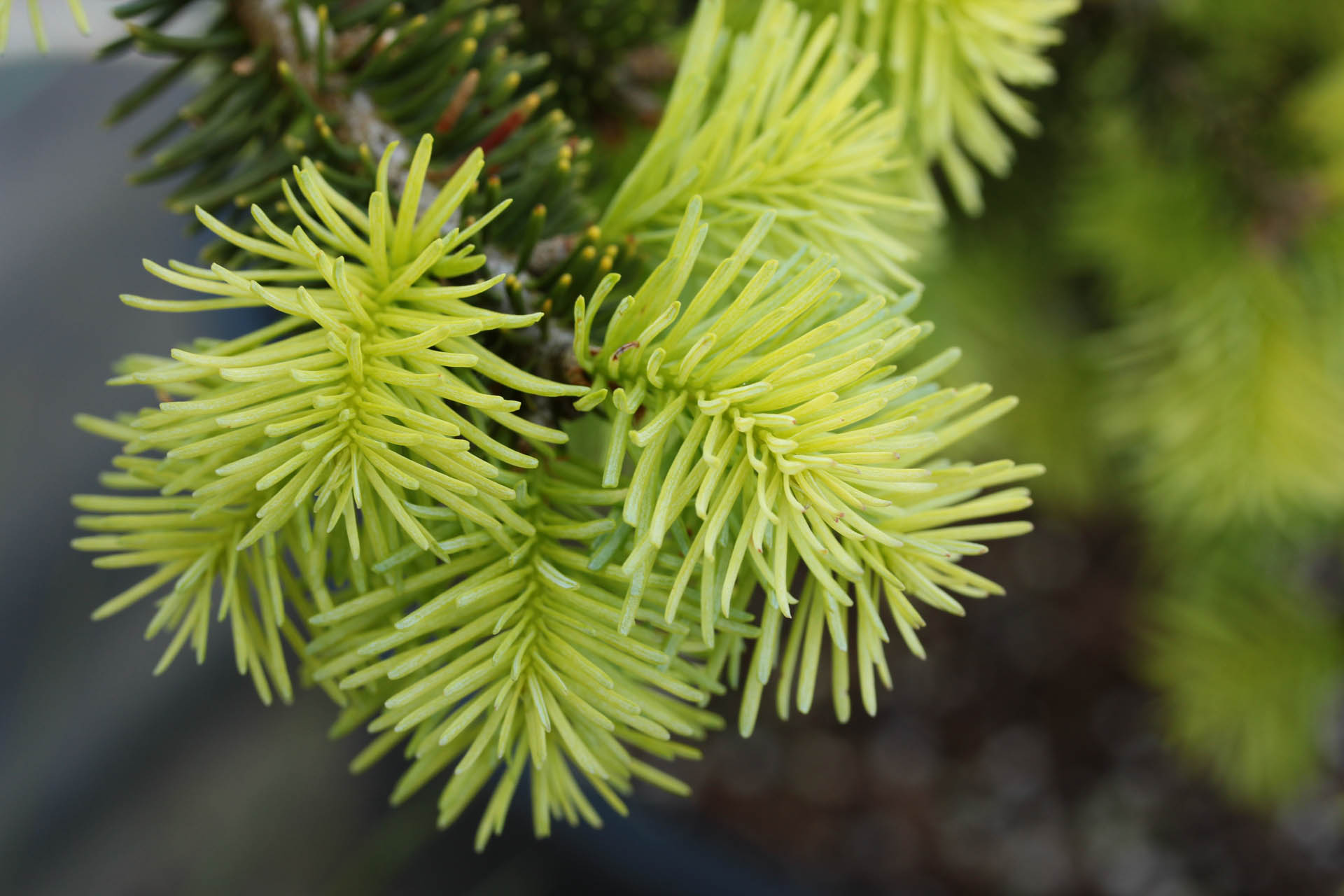 Abies lasiocarpa 